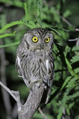 Western Screech-Owl 