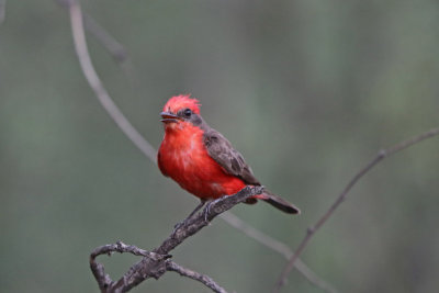 Vermilion Flycatcher