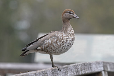 Australian-wood Duck