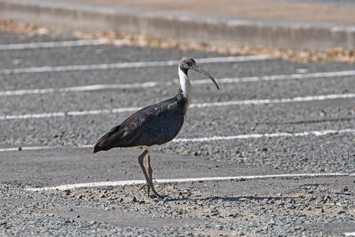 Straw-necked Ibis