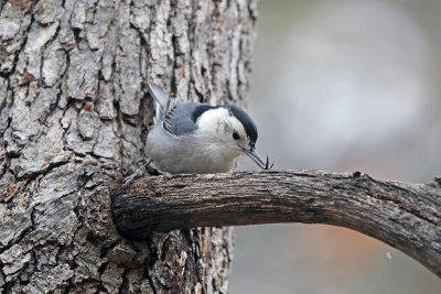 White-breasted Nuthatch