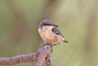 Pygmy Nuthatch