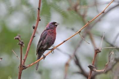 Varied Bunting