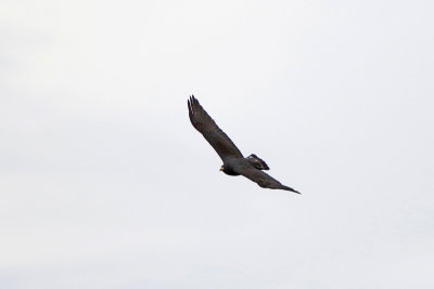 Zone-tailed Hawk 