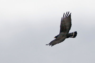 Zone-tailed Hawk