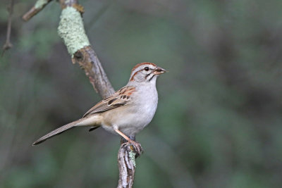 Rufous-winged Sparrow 