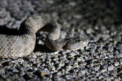 Tiger Rattlesnake