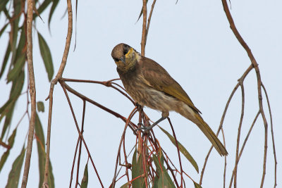Mangrove Honeyeater