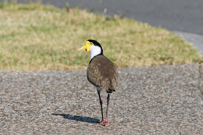 Masked Lapwing