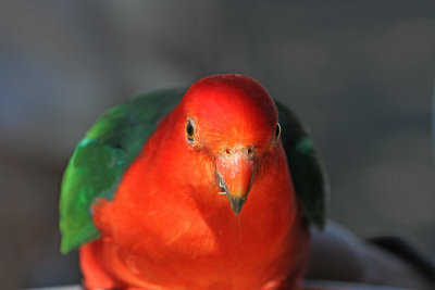 Australian King-Parrot