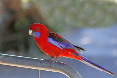 Crimson Rosella