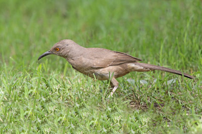 Curve-billed Thrasher