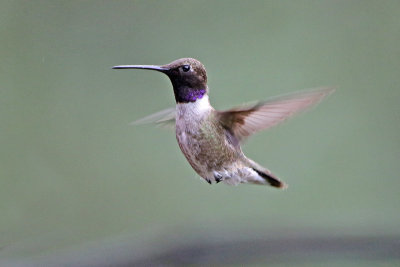 Black-chinned Hummingbird 