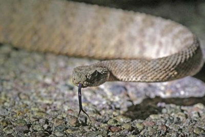 Tiger Rattlesnake 