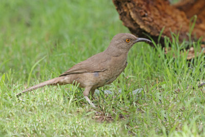 Curve-billed Thrasher