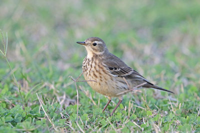 American Pipits