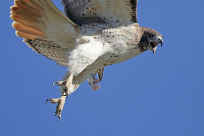 Red-tailed Hawk