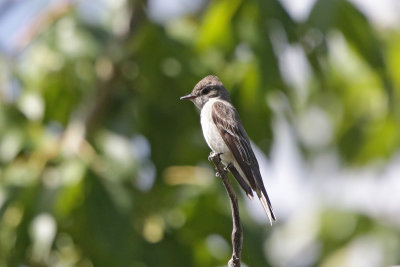 Western-wood Pewee