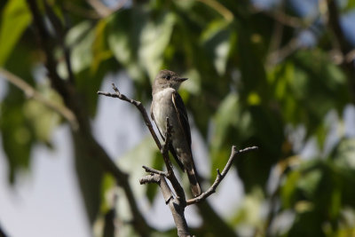 Western-wood Pewee