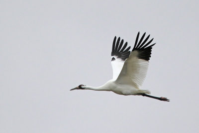 Whooping Crane