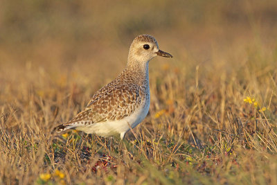 Black-bellied Plover