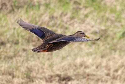 Mottled Duck