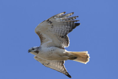 Red-tailed Hawk (Kriders)
