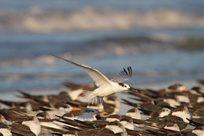 Sandwich Tern