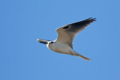 White-tailed Kite