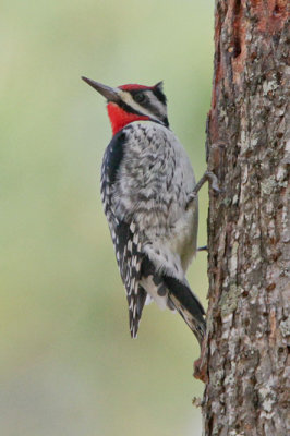 Yellow-bellied Sapsucker 