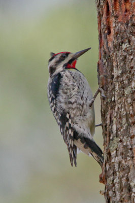 Yellow-bellied Sapsucker 