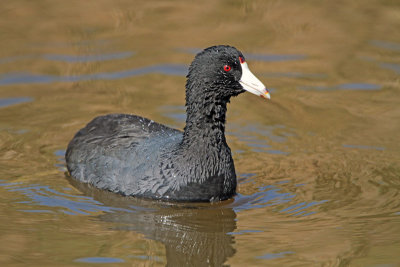 American Coot 