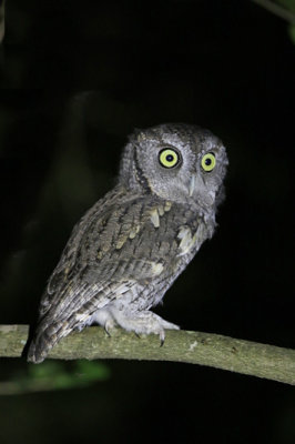 Eastern-screech Owl 