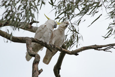 Sulphur-crested Cockatoo
