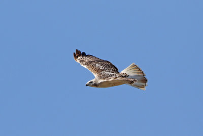 Red-tailed-Hawk (Krider's)