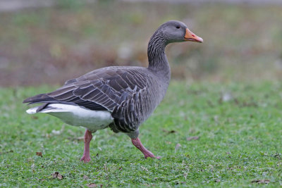 Greylag Goose 