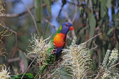 Rainbow Lorikeet