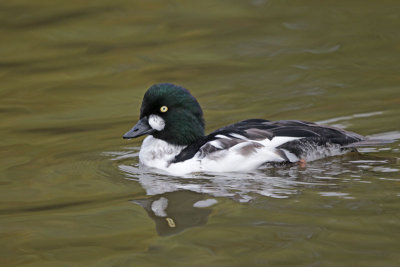 Common Goldeneye