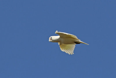 Little Corella