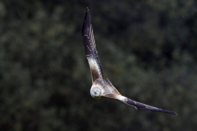 Red Kite