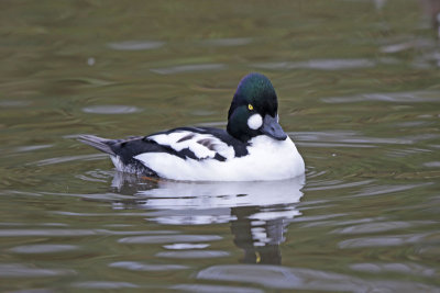 Common Goldeneye