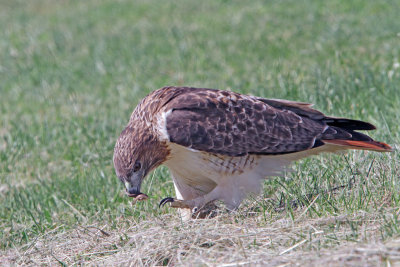 Red-tailed Hawk