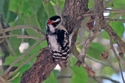 Downy Woodpecker 