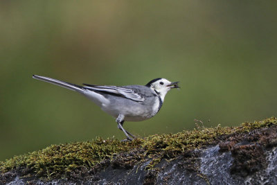 White/Pied Wagtail 