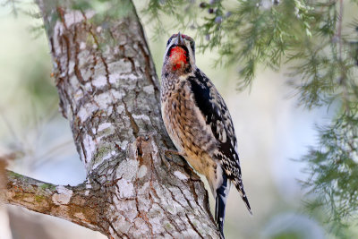 Yellow-bellied Sapsucker