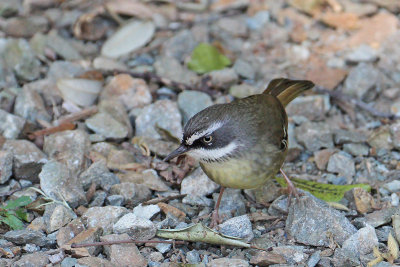 White-browed Scrubwren