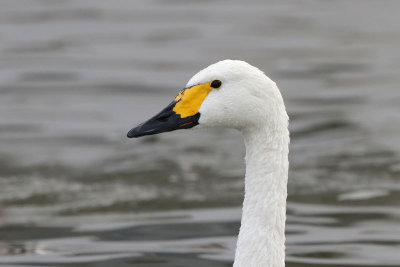 Bewick's Swan