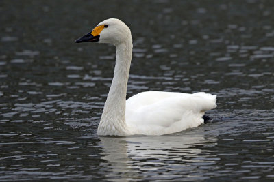 Bewick's Swan