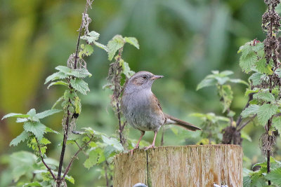 Dunnock 