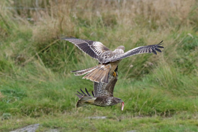 Common Buzzard